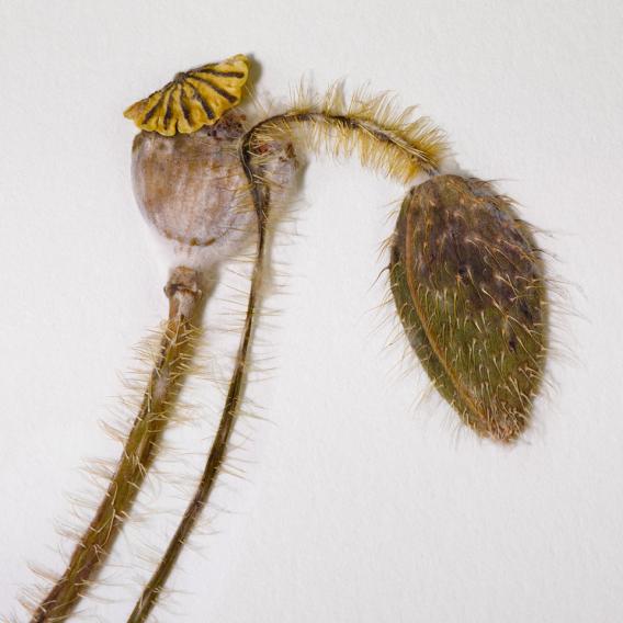 Poppy, Papaver Rhoeas, photo credit: Paige Knight