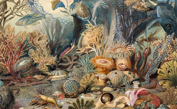 19th century illustration of marine life